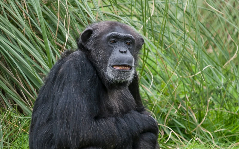 Dealing with the chimp